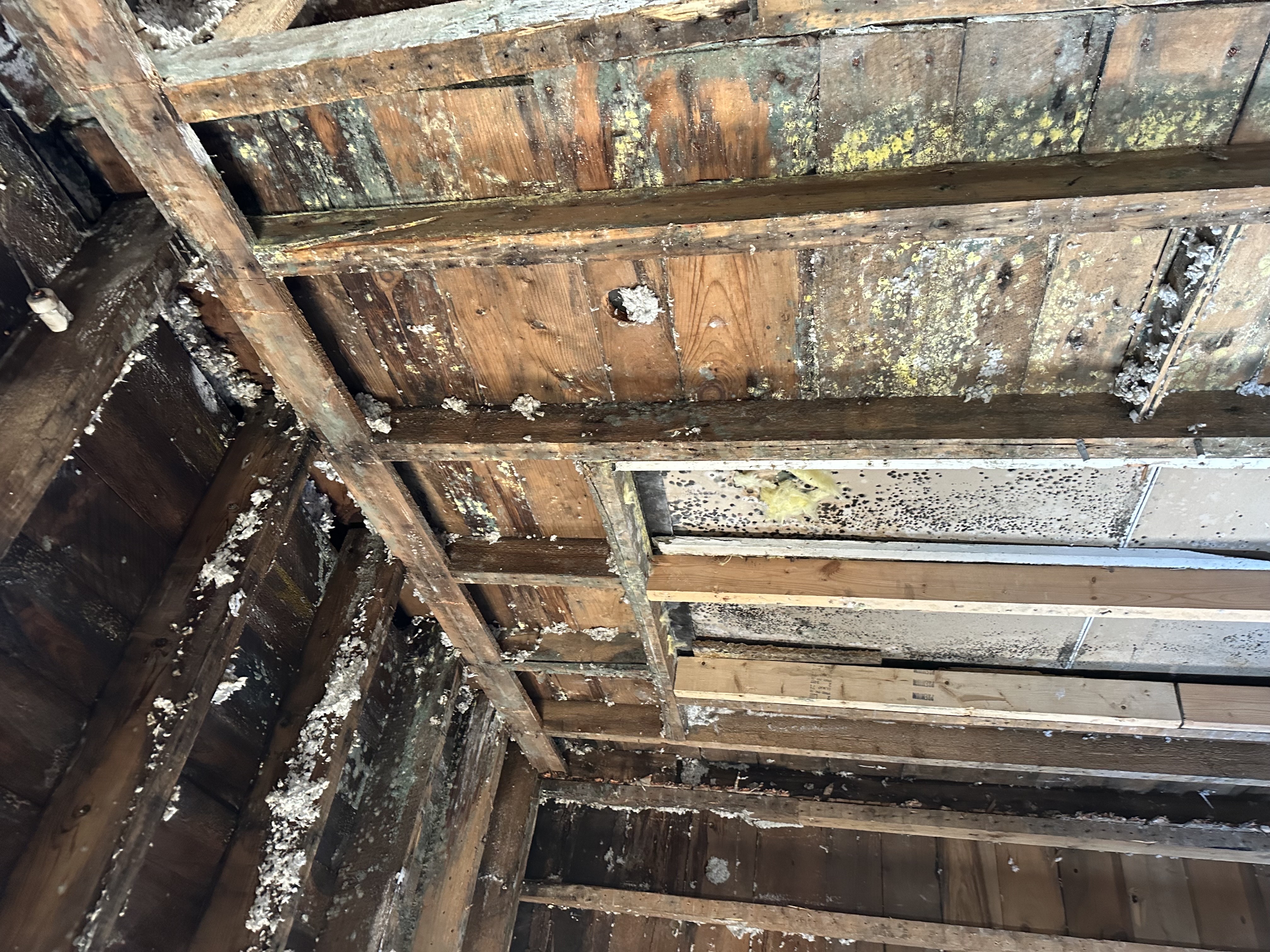 Mold damage on wooden studs and ceiling in Hanover